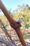 Les orages de grêle aoutiens génèrent des phénomènes extraordi-naires sur la vigne et compromettent la récolte 2023. Quelle conduite tenir face à ...