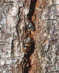 Plan de gestion du vertigo &agrave; cr&ecirc;tes fines (Nearctula sp.) au Canada Vertigo &agrave; cr&ecirc;tes fines - Loi sur les esp&egrave;ces en p&eacute;ril - Species at risk public ...