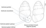 Plan de gestion du vertigo &agrave; cr&ecirc;tes fines (Nearctula sp.) au Canada Vertigo &agrave; cr&ecirc;tes fines - Loi sur les esp&egrave;ces en p&eacute;ril - Species at risk public ...