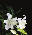 Book of Remembrance Livre Commémoratif - Archery Canada