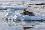 LE SPITZBERG : LE JOYAU NORVEGIEN AUX PORTES DU PÔLE NORD - Hurtigruten