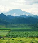 Fran&ccedil;aises & l'Afrique - Les entreprises RAPPORT 2011 - Conseil fran&ccedil;ais des investisseurs en Afrique