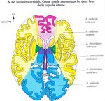 STROKE SUB-SAHARAN AFRICA - Epidemiology, Types, Management