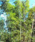GUIDE DES ESP&Egrave;CES V&Eacute;G&Eacute;TALES EXOTIQUES ENVAHISSANTES (EEE) DE MARTINIQUE