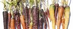 SLOW FOOD UNE ALIMENTATION BONNE, PROPRE ET JUSTE, POUR TOUS