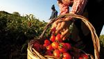 SLOW FOOD UNE ALIMENTATION BONNE, PROPRE ET JUSTE, POUR TOUS