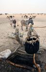 NUMÉRO 28 - AUTOMNE 2020 - Sahara Conservation Fund