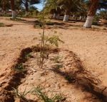 Verdir le Sahel et le Sahara grâce au biochar - Pro-Natura ...