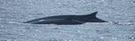 Plan d'action pour r&eacute;duire l'impact du bruit sur le b&eacute;luga (Delphinapterus leucas) et les autres mammif&egrave;res marins en p&eacute;ril de l'estuaire du ...