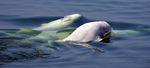 Plan d'action pour r&eacute;duire l'impact du bruit sur le b&eacute;luga (Delphinapterus leucas) et les autres mammif&egrave;res marins en p&eacute;ril de l'estuaire du ...