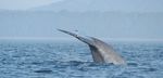 Plan d'action pour r&eacute;duire l'impact du bruit sur le b&eacute;luga (Delphinapterus leucas) et les autres mammif&egrave;res marins en p&eacute;ril de l'estuaire du ...