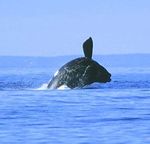 Plan d'action pour r&eacute;duire l'impact du bruit sur le b&eacute;luga (Delphinapterus leucas) et les autres mammif&egrave;res marins en p&eacute;ril de l'estuaire du ...