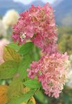 Pour la fête des mères, voyez la vie en hortensia - Green Valais