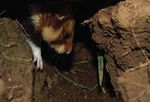 Pour conserver le grand hamster - Des pratiques agricoles LE PROJET LIFE ALISTER - Oncfs