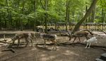 SAINTE-CROIX ÉLÉMENTAIRES - VOTRE OFFRE SCOLAIRES - Parc Animalier de Sainte-Croix