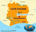 VOTRE FOURNISSEUR DE NOIX DE CAJOU - MADE IN COTE D'IVOIRE - Nitidae