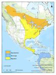 Programme de r&eacute;tablissement de la Paruline du Canada (Cardellina canadensis) au Canada Paruline du Canada - Loi sur les esp&egrave;ces en p&eacute;ril - Species ...
