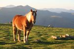 IKUSKA BEGIA marzo 2021 mars - Terres de Navarre