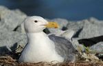 The future of seabirds: Bringing back our seabird colonies