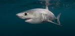 Progrès mondiaux concernant l'inscription des requins et des raies aux Annexes de la CITES