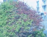 Reconnaissance des ravageurs et maladies des v&eacute;g&eacute;taux d'ornements - Bretagne Mieux identifier pour mieux intervenir - mce, Rennes