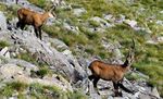 Sch&eacute;ma D&eacute;partemental de Gestion Cyn&eacute;g&eacute;tique de Savoie - 2018-2024 Esp&egrave;ces