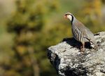 Sch&eacute;ma D&eacute;partemental de Gestion Cyn&eacute;g&eacute;tique de Savoie - 2018-2024 Esp&egrave;ces