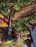 Programmes multisectoriels au niveau infranational : Une &eacute;tude de cas dans les r&eacute;gions de Matam et K&eacute;dougou, au S&eacute;n&eacute;gal