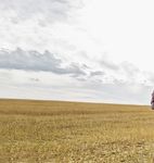 RAPPORT DE D&Eacute;VELOPPEMENT DURABLE 2018 - La Coop f&eacute;d&eacute;r&eacute;e