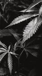 LEADING THE CANNABIS REVOLUTION IN EUROPE