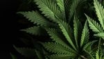 LEADING THE CANNABIS REVOLUTION IN EUROPE