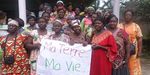Les impacts des plantations industrielles de palmier &agrave; huile sur les femmes - Une collection d informations
