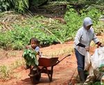 Les impacts des plantations industrielles de palmier &agrave; huile sur les femmes - Une collection d informations