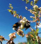 ALPENSCÈNE - Petite abeille, grands effets Pourquoi nous avons besoin de miel, de pollinisateurs et de biodiversité - CIPRA (d)