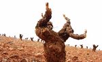VINS ET VIGNOBLES D'ESPAGNE - 4 AU 14 MARS 2012 VOYAGE DE FORMATION