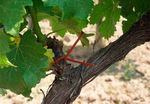 VINS ET VIGNOBLES D'ESPAGNE - 4 AU 14 MARS 2012 VOYAGE DE FORMATION