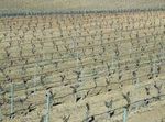 VINS ET VIGNOBLES D'ESPAGNE - 4 AU 14 MARS 2012 VOYAGE DE FORMATION