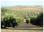 VINS ET VIGNOBLES D'ESPAGNE - 4 AU 14 MARS 2012 VOYAGE DE FORMATION
