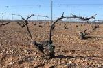 VINS ET VIGNOBLES D'ESPAGNE - 4 AU 14 MARS 2012 VOYAGE DE FORMATION