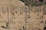 VINS ET VIGNOBLES D'ESPAGNE - 4 AU 14 MARS 2012 VOYAGE DE FORMATION