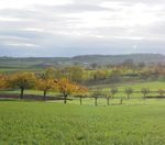 PAC 2023 : L'avenir de l'arbre et la haie dans l'agriculture française se joue maintenant ! - COMMUNIQUÉ - Afac-Agroforesteries