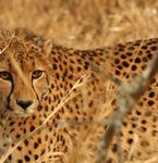 AFRIQUE DU SUD Vacances-Safari - &agrave; MAKUTSI SAFARI SPRINGS LODGE - S&eacute;jour insolite dans un lodge - Montessuit Voyages