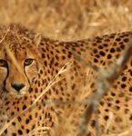 AFRIQUE DU SUD Vacances-Safari - &agrave; MAKUTSI SAFARI SPRINGS LODGE - S&eacute;jour insolite dans un lodge - Montessuit Voyages