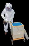 Menace sur les pollinisateurs sauvages : l'apiculture coupable ? - L'Abeille Rousse