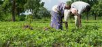 Changement Social et Comportemental - Enseignements Tir&eacute;s du Programme Mondial S&eacute;curit&eacute; Alimentaire et Nutritionnelle, Renforcement de la ...