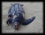 Arr&ecirc;t&eacute; portant d&eacute;rogation &agrave; la protection stricte des esp&egrave;ces - Tortues Marines (2021-2026) - Fran&ccedil;oise Claro & Fanny Girard (MNHN) - GTMF