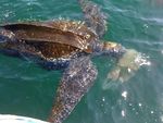 Arr&ecirc;t&eacute; portant d&eacute;rogation &agrave; la protection stricte des esp&egrave;ces - Tortues Marines (2021-2026) - Fran&ccedil;oise Claro & Fanny Girard (MNHN) - GTMF