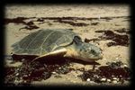 Arr&ecirc;t&eacute; portant d&eacute;rogation &agrave; la protection stricte des esp&egrave;ces - Tortues Marines (2021-2026) - Fran&ccedil;oise Claro & Fanny Girard (MNHN) - GTMF