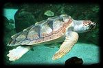 Arr&ecirc;t&eacute; portant d&eacute;rogation &agrave; la protection stricte des esp&egrave;ces - Tortues Marines (2021-2026) - Fran&ccedil;oise Claro & Fanny Girard (MNHN) - GTMF