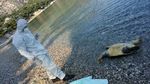 Arr&ecirc;t&eacute; portant d&eacute;rogation &agrave; la protection stricte des esp&egrave;ces - Tortues Marines (2021-2026) - Fran&ccedil;oise Claro & Fanny Girard (MNHN) - GTMF